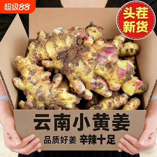 云南大理现挖春姜小黄姜生姜新鲜云南沙姜老姜土姜月子姜