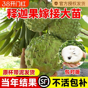 释迦果苗树带果台湾凤梨嫁接果树果苗榴莲庭院南方种植盆栽地栽苗