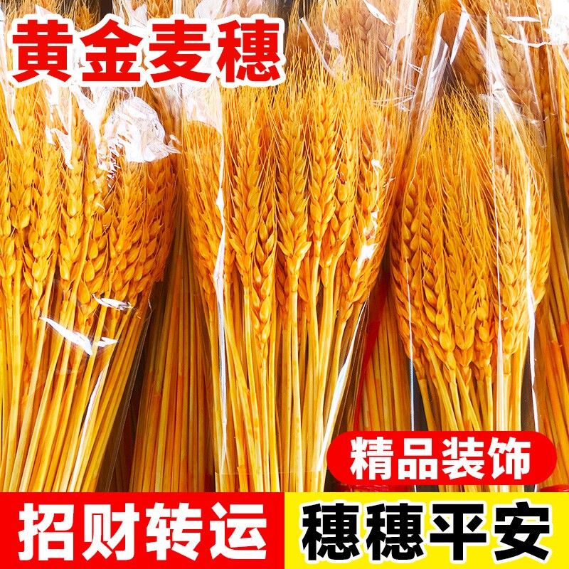 黄金大麦麦穗春节装饰摆件客厅天然风干麦穗干花乔迁之喜开业结婚