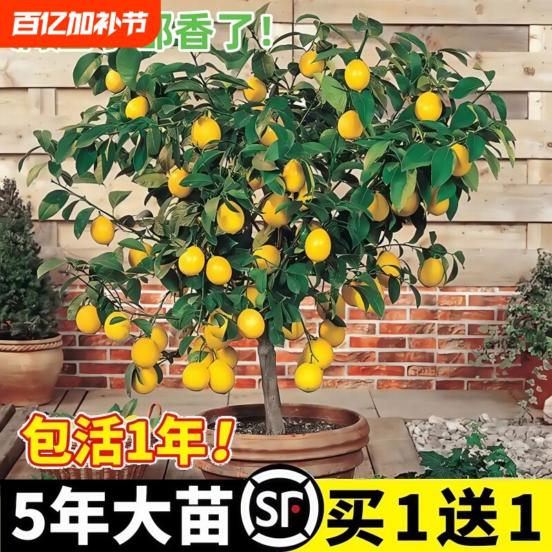 香水柠檬树苗盆栽水果树果苗室内庭院四季种植当年结果可食用无籽