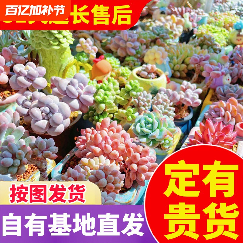 多肉植物组合带盆大颗好养精品玉露桃蛋绿植室内花卉品种老桩阳台