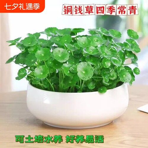 大叶铜钱草水培植物精品水养绿植