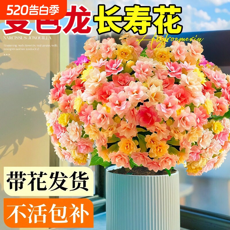 长寿花盆栽重瓣大花变色龙带花苞花苗四季开花绿植物室内桌面花卉