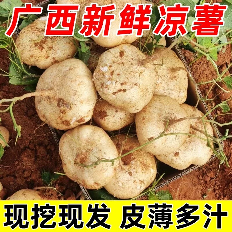 广西凉薯新鲜现挖现发农家特产清甜水果沙葛土番薯地萝卜应季蔬菜