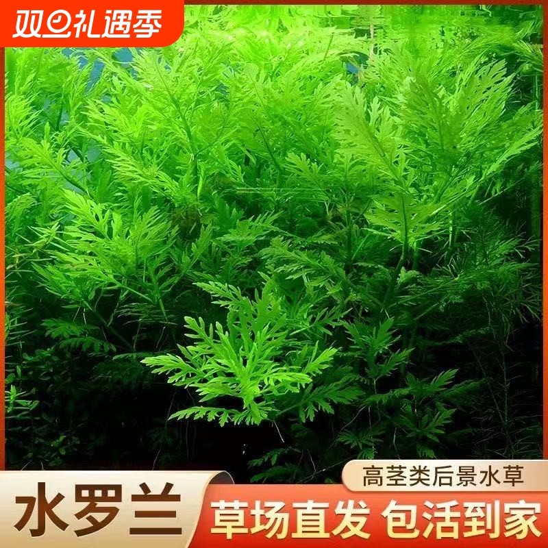水罗兰鱼缸造景净水后景新手懒人水草植物好养活阴性淡水增氧净水