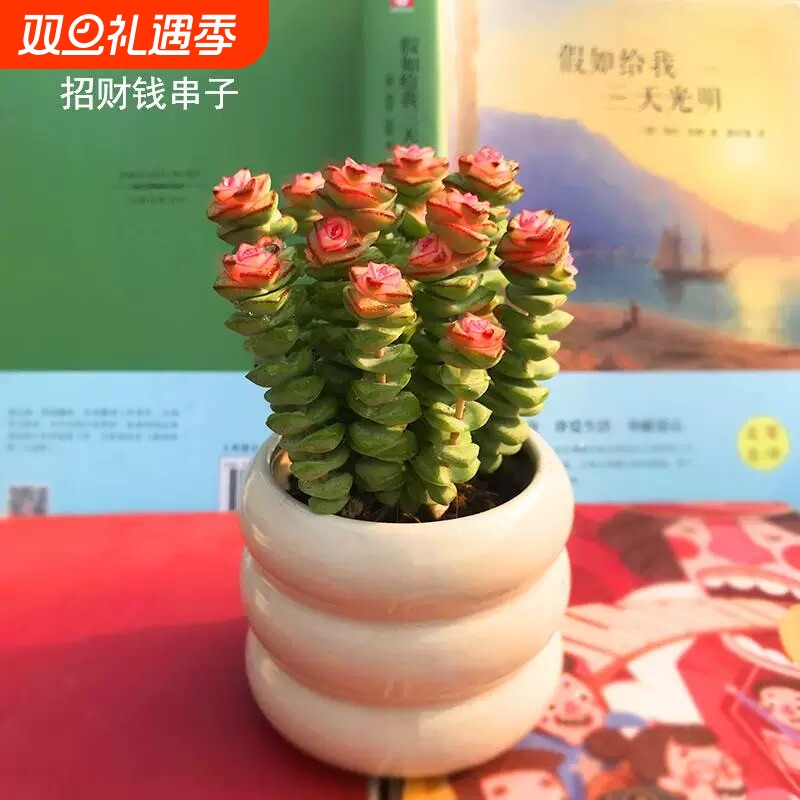 招财多肉植物彩色钱串盆栽办公室内桌面花卉好养活防辐射带盆带土