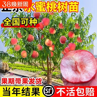 水蜜桃树苗嫁接黄桃树苖树当年结果南方北方种植树苗桃树果苗活苗