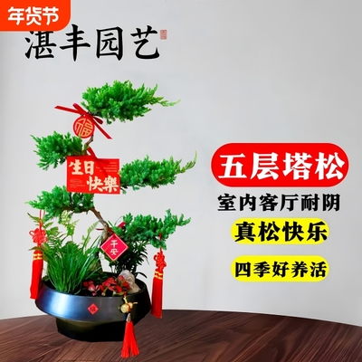 五层塔松盆栽室内绿植