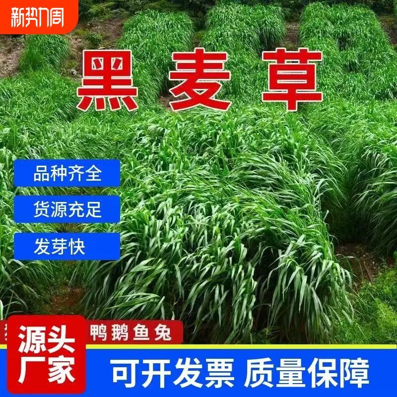 黑麦草种籽子种四季多年生耐寒牧草种籽养殖鸡鸭鱼草种子菊苣高产