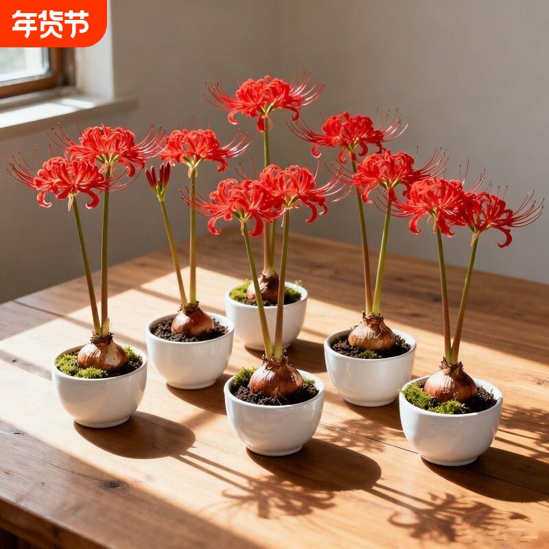 彼岸花多年生曼珠沙华四季开花石蒜阳台盆栽绿植花卉好养易户外