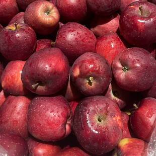 甘肃花牛苹果新鲜水果国产蛇果一果两吃婴儿辅食苹果整箱 包邮