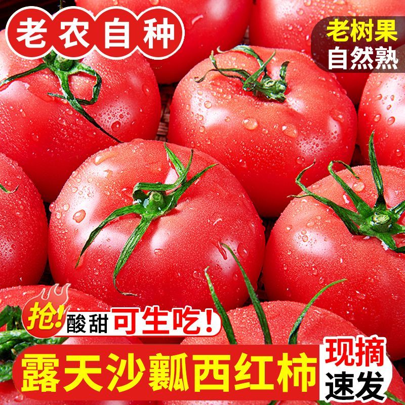 云南露天粉番茄新鲜西红柿