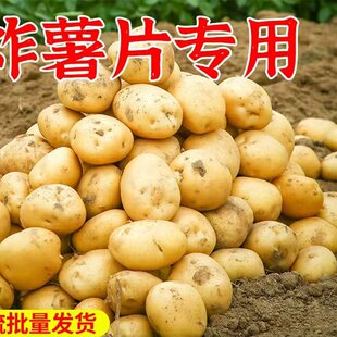 炸薯片专用土豆云南新鲜高山黄皮黄心马铃薯10斤 洋芋 包邮