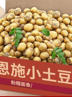 正宗恩施小土豆黄心洋芋