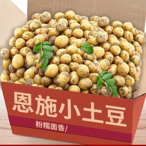 正宗恩施小土豆黄心洋芋