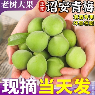 5斤大果 诏安青梅鲜果现摘新鲜泡酒专用酵素酸脆高山野生梅子孕妇