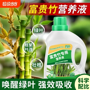 富贵竹专用营养液绿叶壮根转运竹节节高文昌竹水竹水培植物生根肥