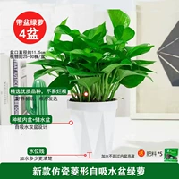 120#12 12 12 12 [4] POT +5 Fat Green Orange 1