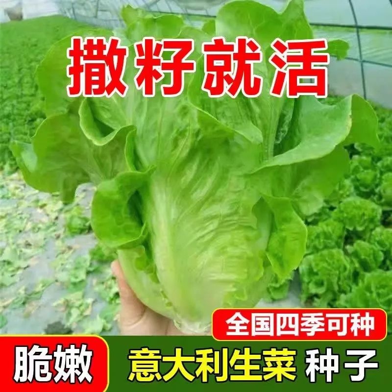 生吃甜脆生菜种子脆嫩四季玻璃生菜种籽阳台四季盆栽春季蔬菜种孑