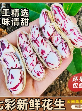 领补贴新鲜现挖七彩花生带壳牛奶花生现货农家云南新货原味鲜花生
