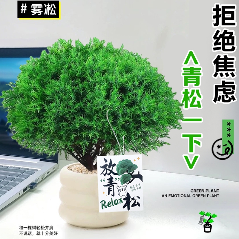盆栽放青松植物办公室内桌面工位绿植摆件四季常青好养小盆景客厅