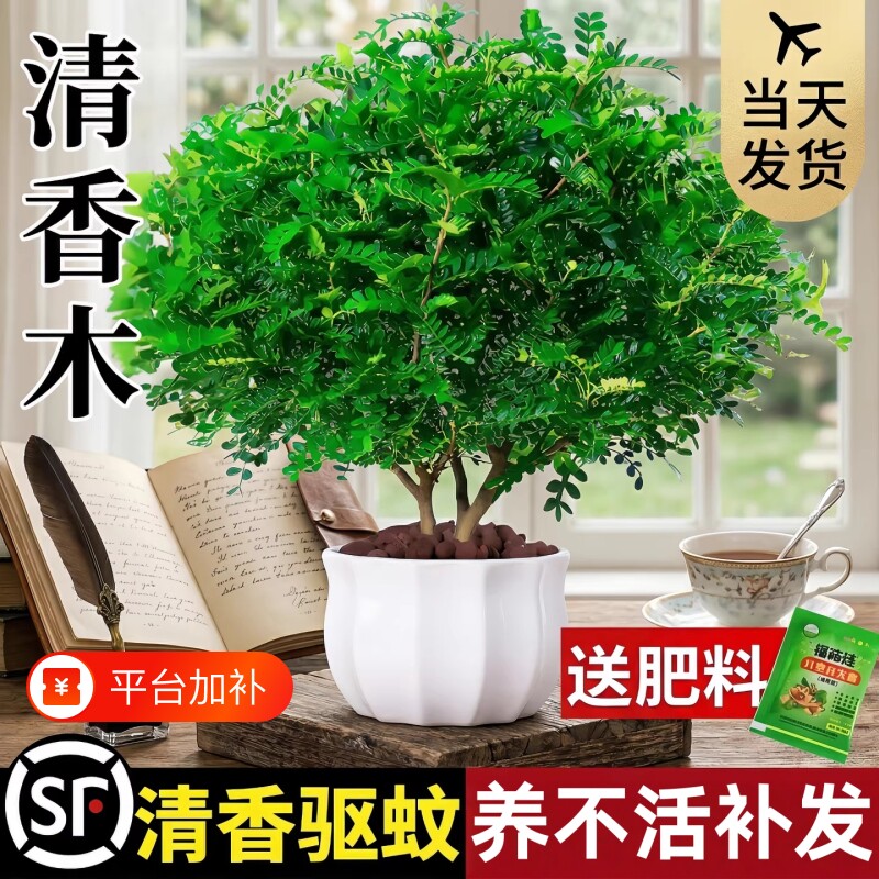 正宗清香胡椒木盆栽绿植驱蚊草花卉植物室内树苗九里香老桩盆景