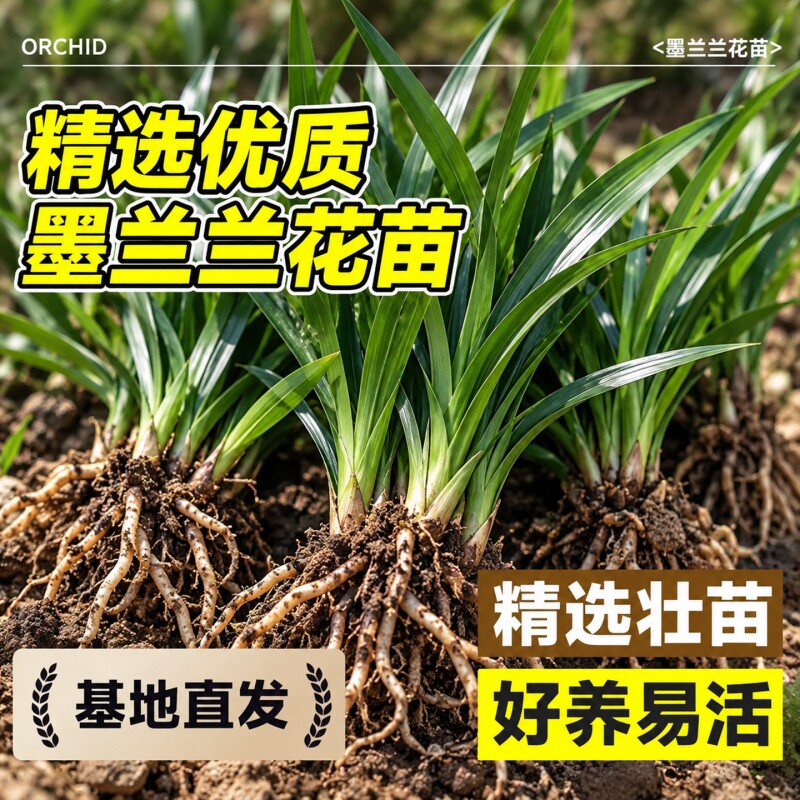 墨兰兰花苗室内客厅茶几桌面精品金边名贵盆景四季耐寒浓香型绿植