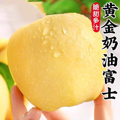 山东烟台黄金奶油富士黄苹果当季新鲜水果整箱