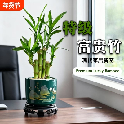 招财旺宅富贵竹节节高升绿植