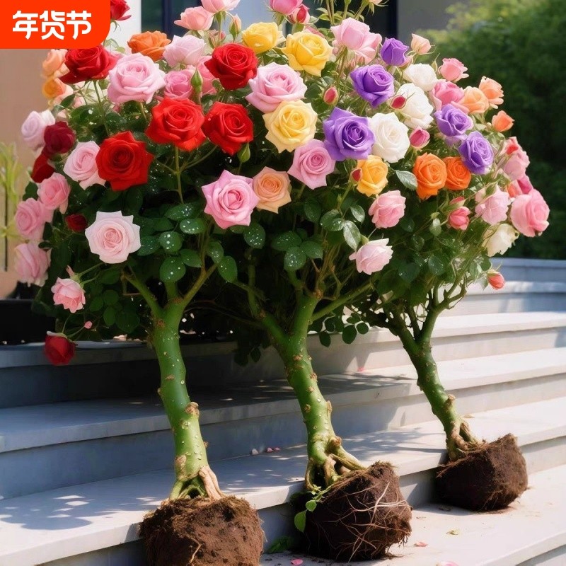 云南玫瑰花新品基大花浓香花卉开花盆栽四季耐寒月季老桩阳台发芽,鲜花速递/花卉仿真/绿植园艺,月季/蔷薇/玫瑰,淘宝优惠券,粉丝福利购,淘宝优惠卷