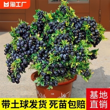 蓝莓树果苗盆栽南北方种植庭院阳台特大果树苗当年结果正宗耐寒