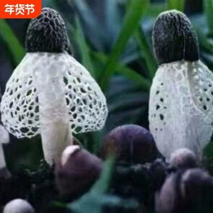 爆款竹荪菌种竹参竹笙山珍之花四季土培种植蘑菇种植菌种种植阳台