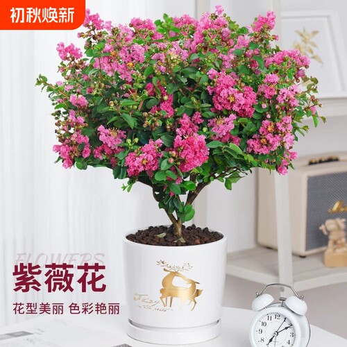 紫薇花树苗盆栽四季花卉植物庭院耐热绿植老桩盆景耐晒紫精灵开花