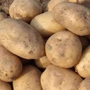 新鲜贵州威宁土豆高山现挖老品种黄心土豆马铃薯洋芋新货农家自种