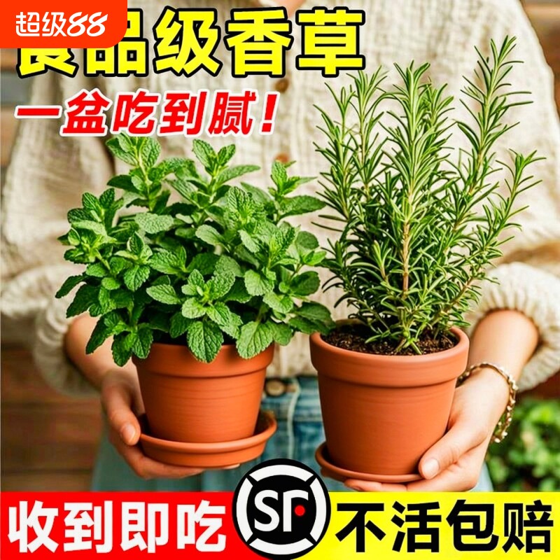食品级薄荷迷迭香盆栽可食用薄荷叶绿植室内桌面四季好养小苗驱蚊