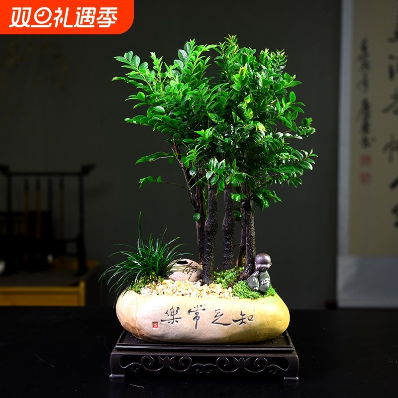 紫檀盆栽客厅桌面绿植室内好养小盆景装饰摆件植物办公桌造型耐阴