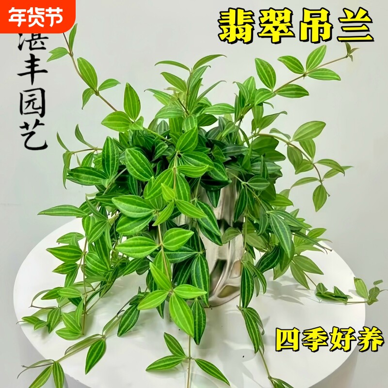吊兰钻石翡翠盆栽四季好养室内桌面水培绿植垂吊花卉观叶植物阳台