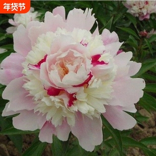 重瓣芍药花根块盆栽花卉观花植物室内花苗庭院多年生带芽大根种球