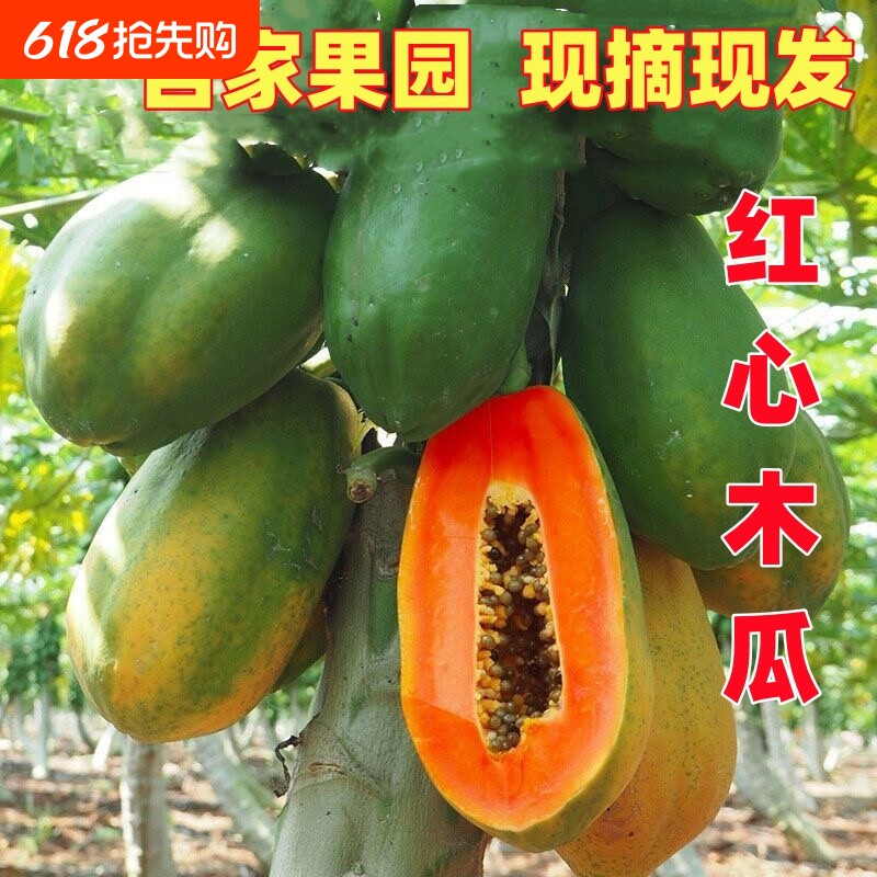 广西牛奶冰糖红心木瓜9斤装新鲜采摘产地直发当季水果软嫩多汁