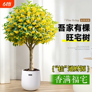 桂花盆栽室内树苗四季桂绿植矮桩浓香型老桩金桂八月阳台开花花期