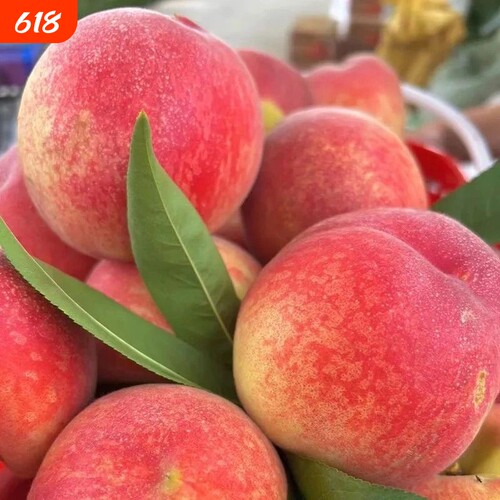 新鲜桃子5斤正宗老树水蜜桃新鲜水果毛桃脆甜桃子助农包邮