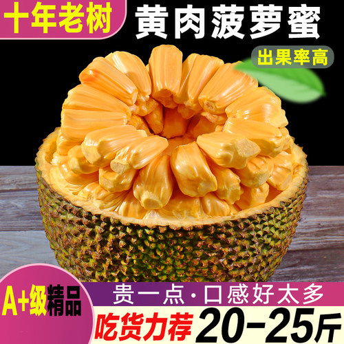 现摘海南黄肉菠萝蜜整个大果