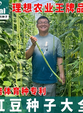 高产长豇豆种子蔬菜种子豇豆种特长豆角春秋四季大田批发糯米