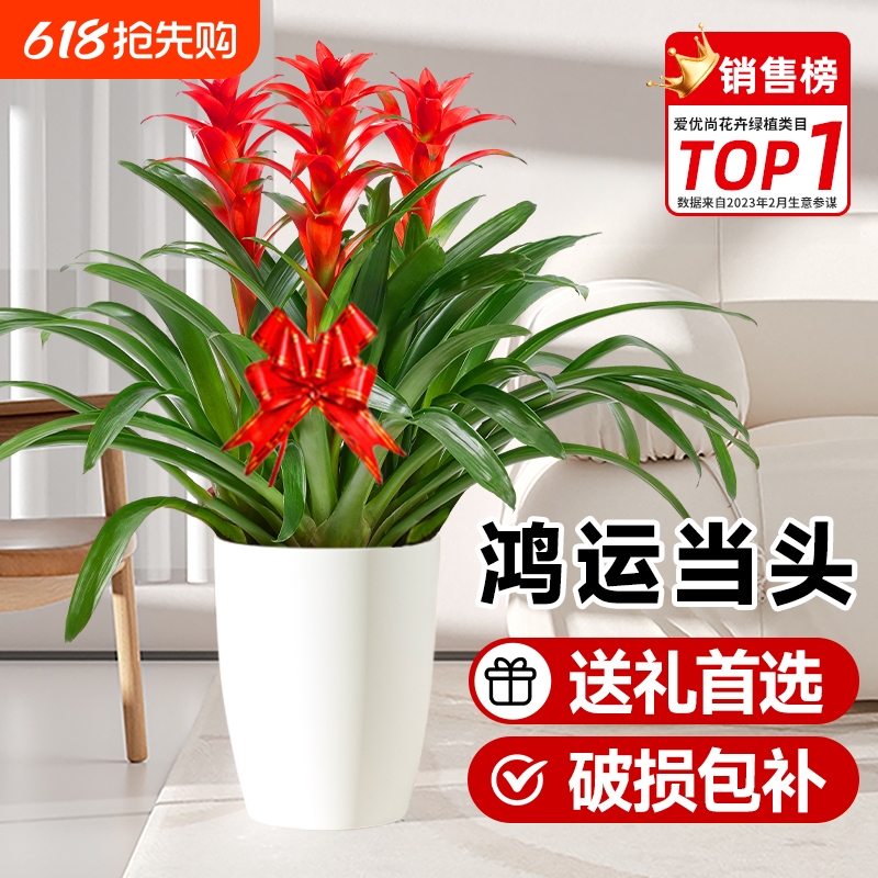 СǷ桾15-25cm簲 ˵ͷǴֲ24.14Ԫ