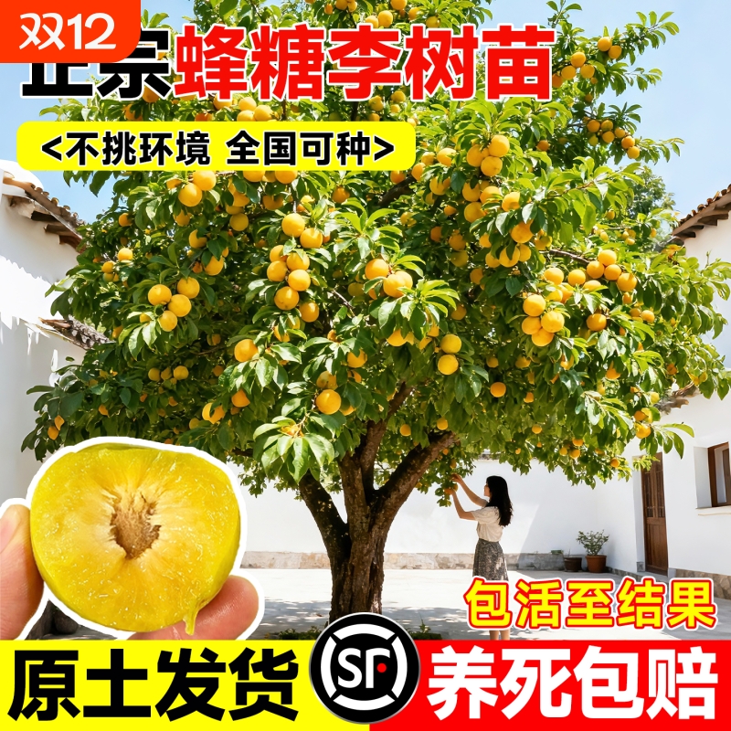 李子树果苗正宗蜂糖李嫁接特大树苗盆栽地栽阳台庭院南北方种植