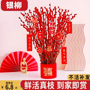 银柳真花鲜枝红色过年花鲜花干支水培植物室内好养绿植年宵花装饰