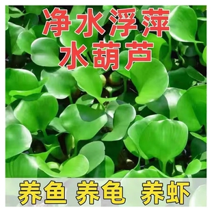 鱼池水葫芦水培植物造景绿植凤眼莲净化水质养虾养龟用品缸水培草