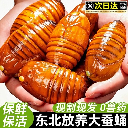 东北蚕蛹大个蝉蛹蚕特产黑黄蝉蛹生鲜高蛋白美食 柞蚕2斤