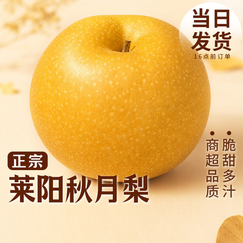 正宗莱阳秋月梨山东新鲜水果产地