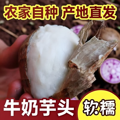 云南高山现挖新鲜牛奶毛芋头时蔬